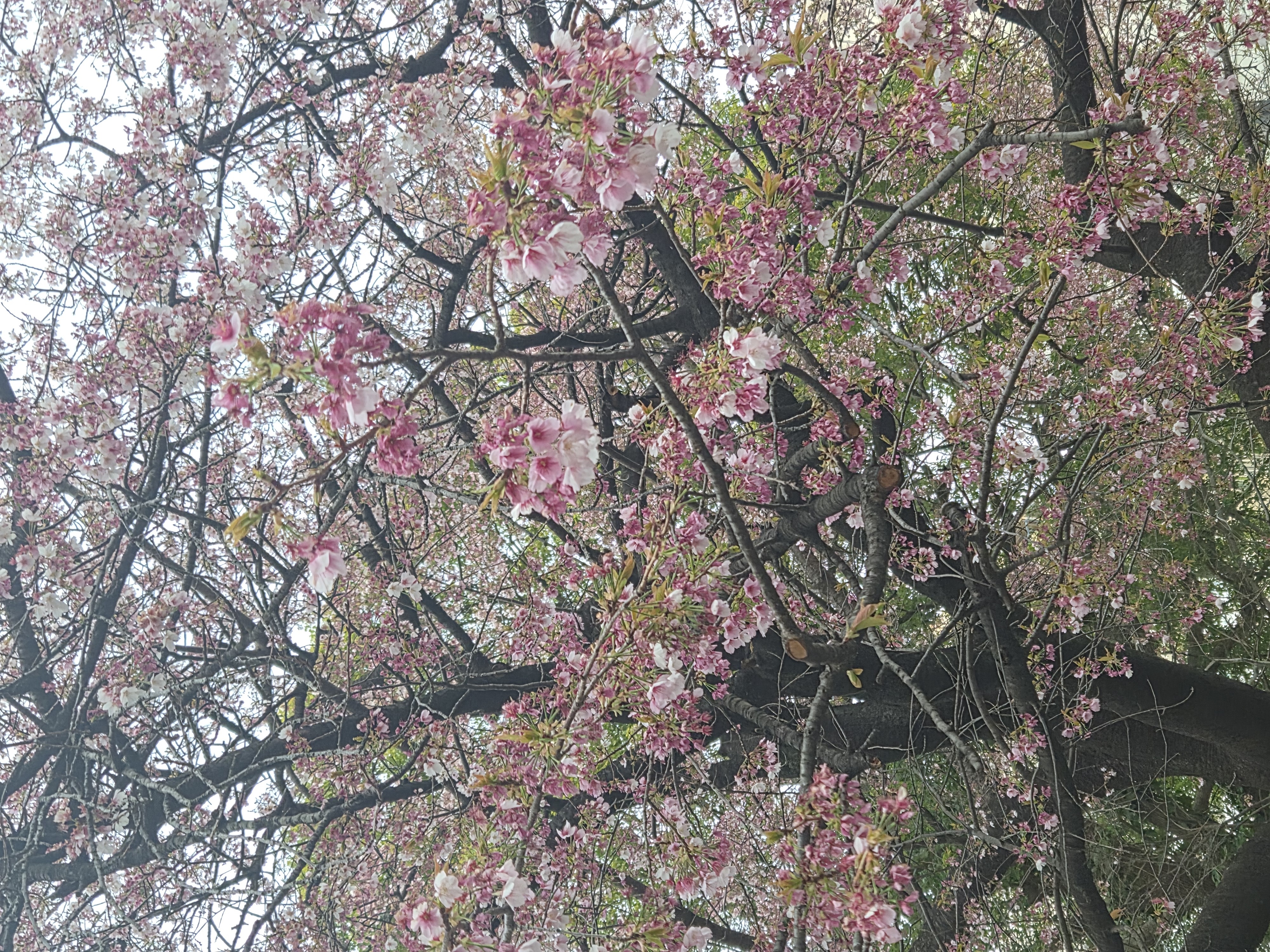 お花見🌸メイン画像