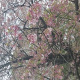 メンズエステブログ - お花見🌸