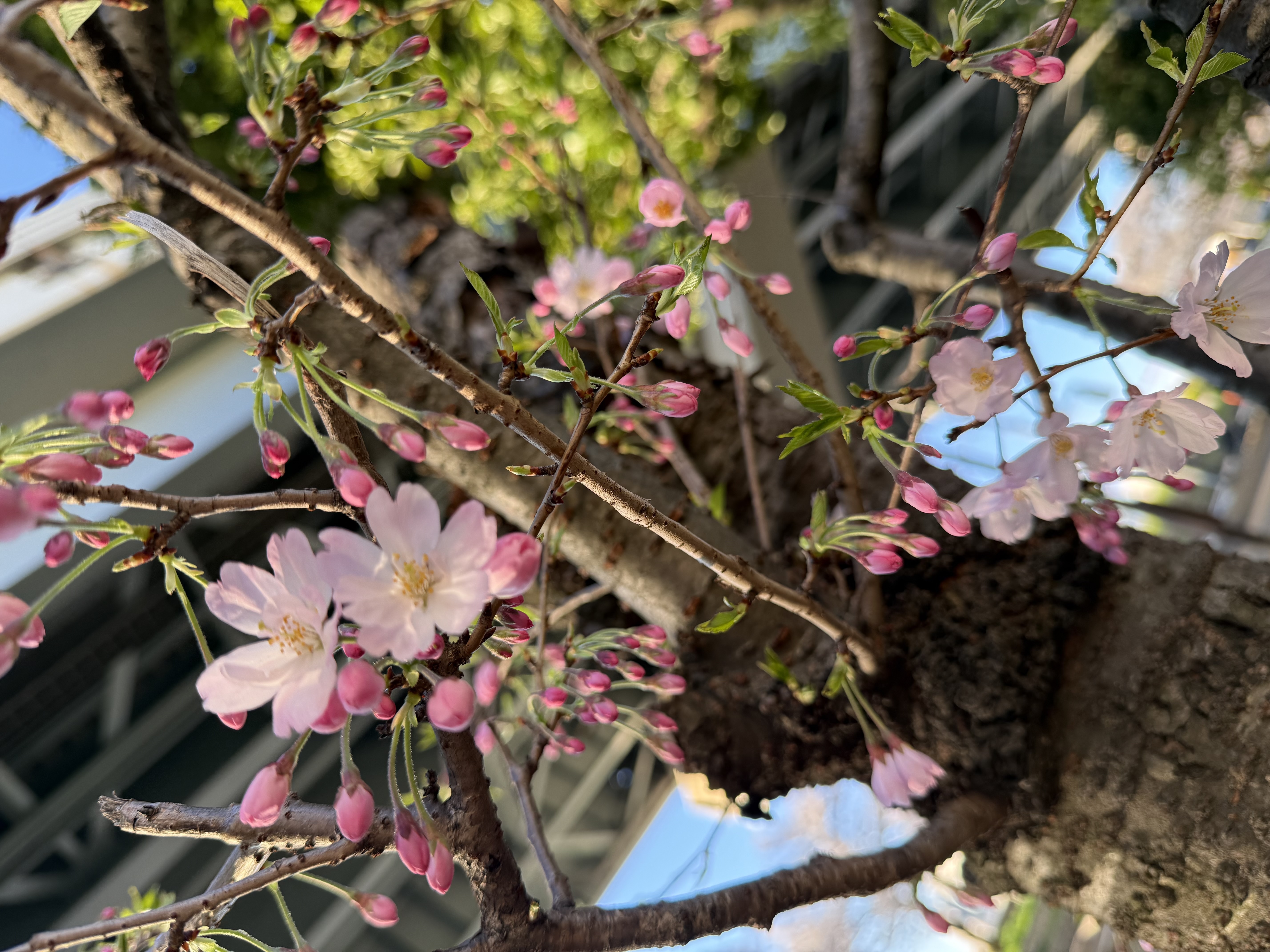 お花見できました🌸メイン画像