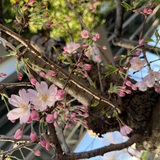 メンズエステブログ - お花見できました🌸