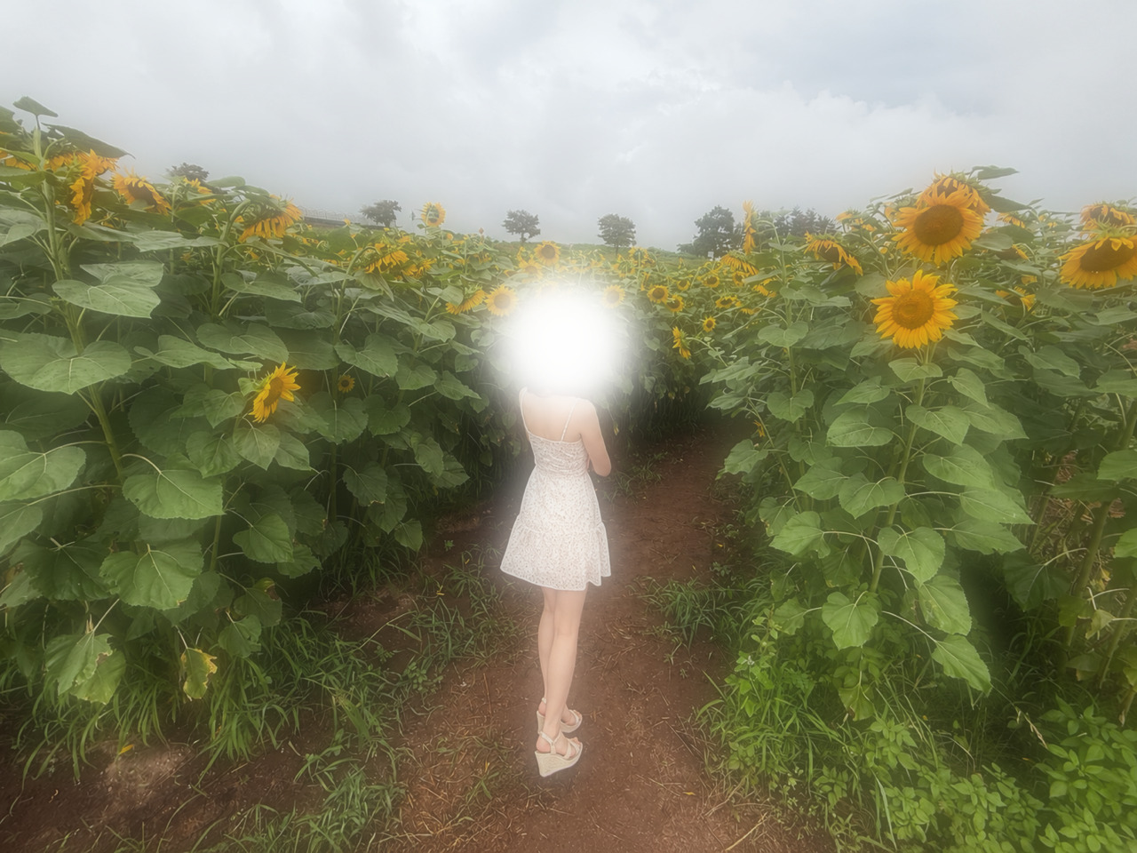 🌻メイン画像